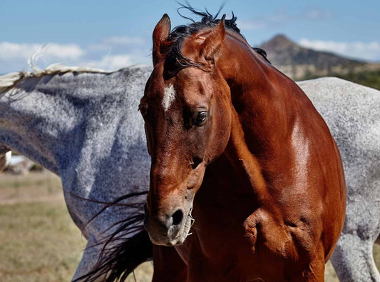 Top 5 Riding School / Barn Pet Peeves!