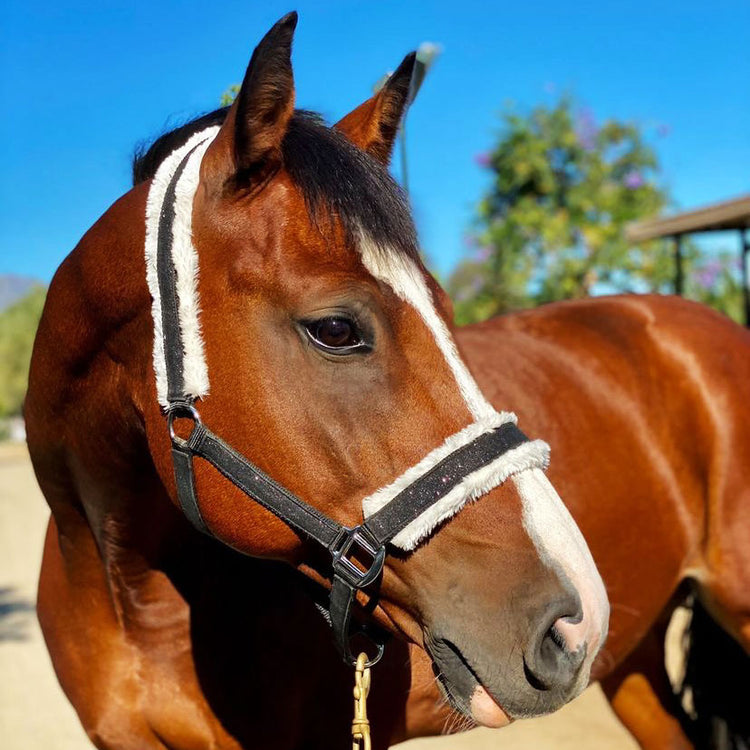 Sparkly Halters